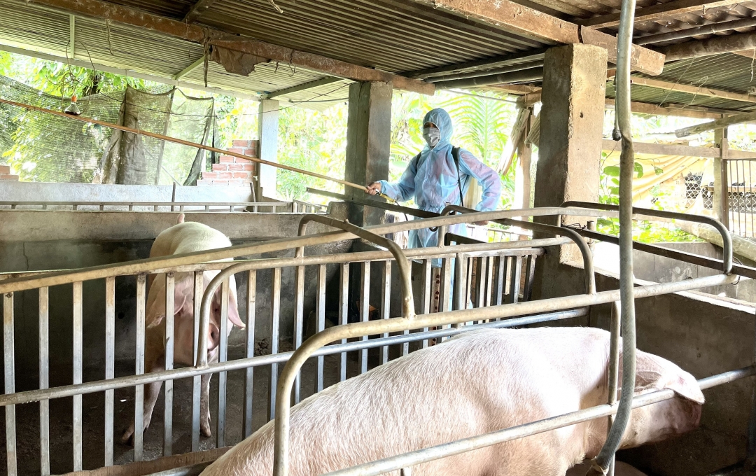 Đắk Lắk tập trung triển khai đồng bộ, quyết liệt, có hiệu quả các giải pháp phòng, chống dịch bệnh gia súc, gia cầm